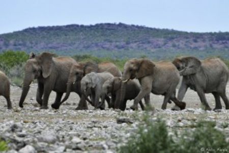 Elefantenherde in Botswana