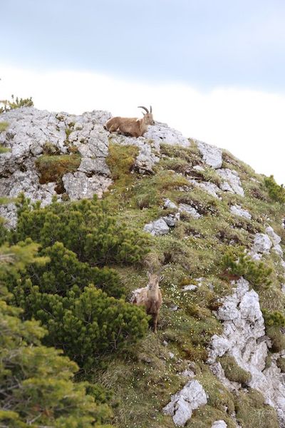 Steinbock auf Felsen