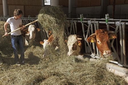 Besonders fleißige „Roter Hahn“-Hofgäste helfen dem Bauern jeden Tag beim Füttern des Jungviehs im Stall