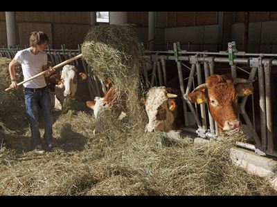 Besonders fleißige „Roter Hahn“-Hofgäste helfen dem Bauern jeden Tag beim Füttern des Jungviehs im Stall
