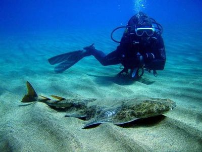 Viele Fischarten bevorzugen Lanzarotes mildes Unterwasserklima – etwa der Meerengel. Er ist haeufig vor der Kueste von Puerto del Carmen anzutreffen