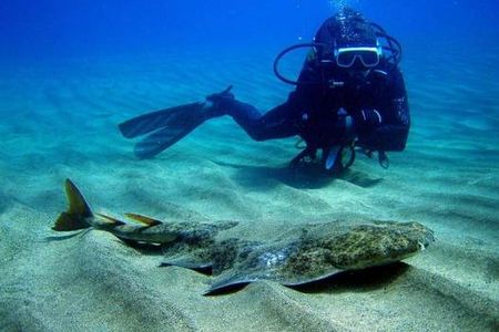 Viele Fischarten bevorzugen Lanzarotes mildes Unterwasserklima – etwa der Meerengel. Er ist haeufig vor der Kueste von Puerto del Carmen anzutreffen