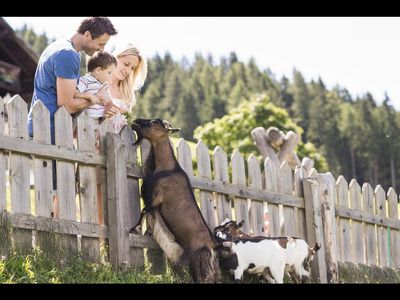 Das Streichelgehege der Familienalm Taser ist einer von insgesamt 6 Bergzoos der Südtiroler Gemeinde Schenna