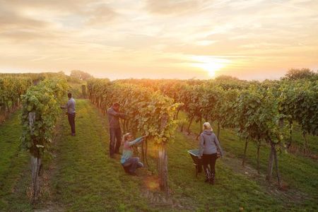 Weinlese im Traisental
