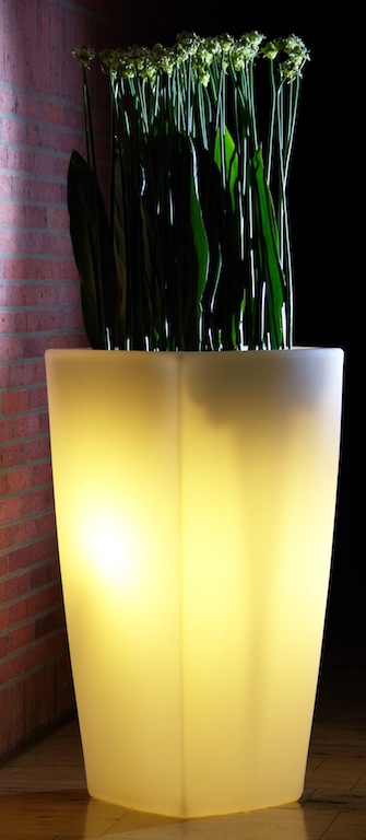 Degardo Trevia gold