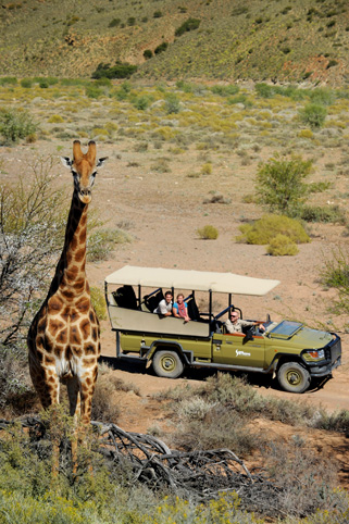 Giraffe Safari Giraffe Safari
