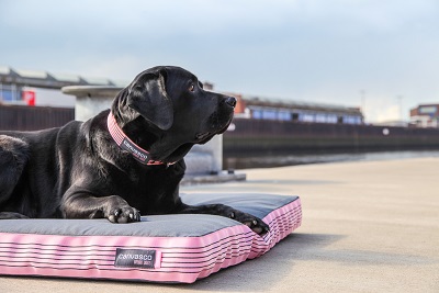Stil Urban Dogs Stil Urban Dogs