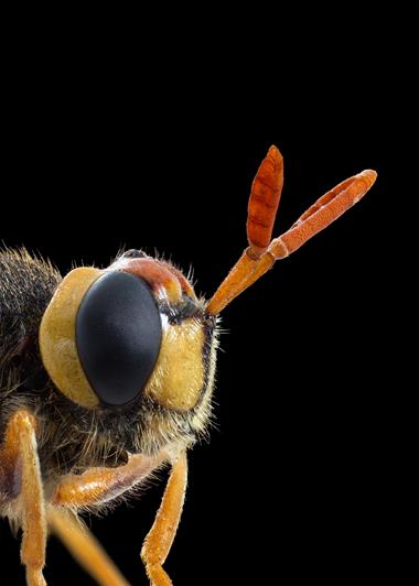 fliegen ausstellung fliegen ausstellung