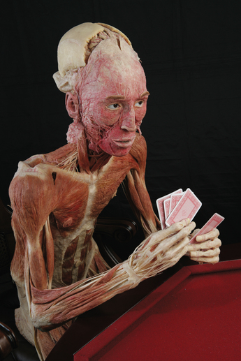 koerperwelten ausstellung koerperwelten ausstellung