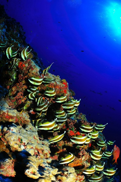 Bora Bora underwater Wedding Bora Bora underwater Wedding
